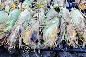 Unshucked corn ears on the grill