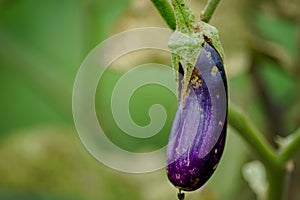 unsmooth purple eggplant because it was attacked by pest photo