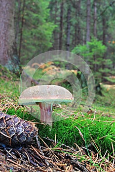 Unspecified fungi growing in forest litter