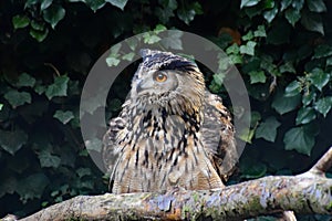 Unspecified Owl on Branch