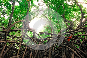 The unspoiled mangrove forest covers the entire coastal swamp thatâ€™s flooded at high tide