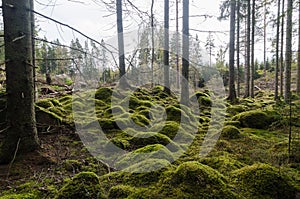 Unspoilt moss covered forest floor