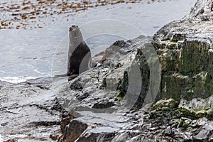 Unspoilt, wild nature in Patagonia in the Beagle Channel