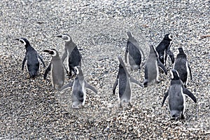 Unspoilt, wild nature in Patagonia in the Beagle Channel