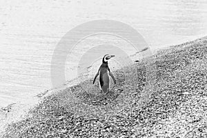 Unspoilt, wild nature in Patagonia in the Beagle Channel