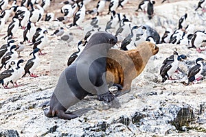 Unspoilt, wild nature in Patagonia in the Beagle Channel