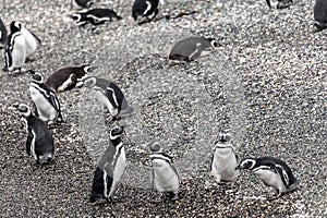 Unspoilt, wild nature in Patagonia in the Beagle Channel