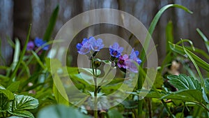 Unspotted lungwort inflorescence, pagan ritual herb, mysterious meadow romantic mood, blurred tree trunks in blur background