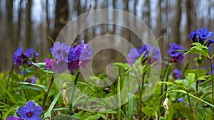 Unspotted lungwort inflorescence, pagan ritual herb, seasonal dry snowdrop flower in meadow, blurred tree trunks, blur background