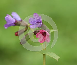 Unspotted lungwort