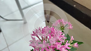 Unstable live camera view of papillon butterfly putting its proboscis nose inside a beautiful pink garden flower. Summer