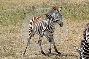 Unsteady baby zebra