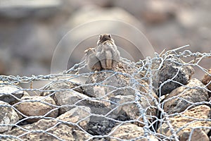 Unstriped ground squirrel in Djibouti