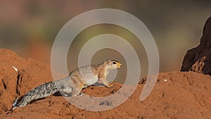 Unstriped Ground Squirrel on Termite Nest