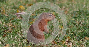 Unstriped Ground Squirrel, xerus rutilus, Adult Eating, Tsavo Parc in Kenya, Real Time