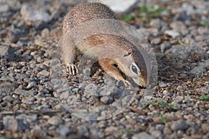 Unstriped ground squirrel Xerus rutilus Amboseli National Park - Africa Eating