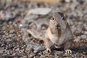 Unstriped ground squirrel Xerus rutilus Amboseli National Park - Africa Eating Sitting