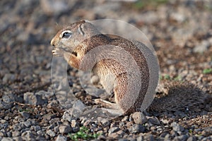 Unstriped ground squirrel Xerus rutilus Amboseli National Park - Africa Eating Sitting