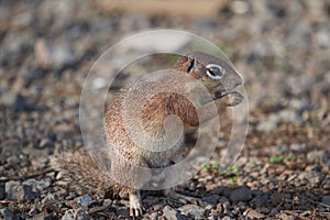 Unstriped ground squirrel Xerus rutilus Amboseli National Park - Africa Eating Sitting