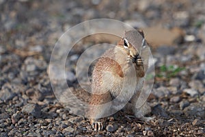 Unstriped ground squirrel Xerus rutilus Amboseli National Park - Africa Eating Sitting photo