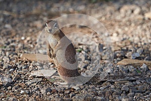 Unstriped ground squirrel Xerus rutilus Amboseli National Park - Africa Eating Standing