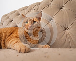 Unsure puss playing on couch covered in catnip suspespous expression