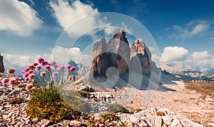 Unsurpassed sunrise in the Dolomites Alps.Famouse mountain range with flowers, Tre cime di Lavaredo peak between colorful clouds