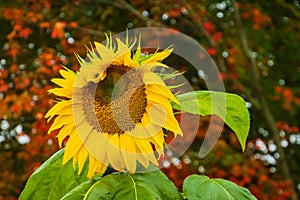 An unsymmetrical sunflower appears to be `winking`