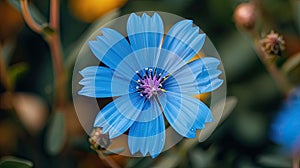 Untamed Beauty: Blue Wildflower in Natural Habitat
