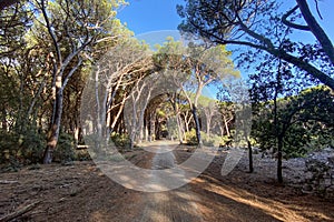 Untamed Beauty of Spiaggia della Feniglia: Nature\'s Canvas on Tuscany\'s Coast