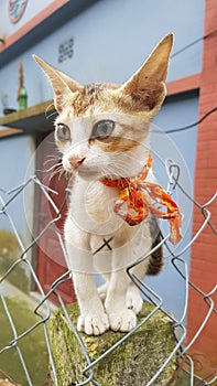 An untamed cute baby cat stands on concrete pillar