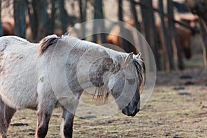 Untamed Majesty: Captivating Portrait of a Wild Horse in the Early Spring