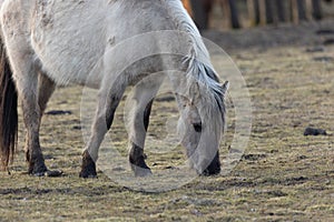 Untamed Majesty: Captivating Portrait of a Wild Horse in the Early Spring