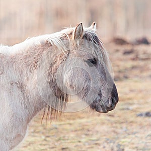 Untamed Majesty: Captivating Portrait of a Wild Horse in the Early Spring