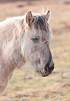 Untamed Majesty: Captivating Portrait of a Wild Horse in the Early Spring
