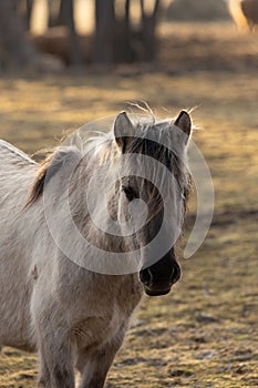 Untamed Majesty: Captivating Portrait of a Wild Horse in the Early Spring