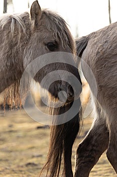 Untamed Majesty: Captivating Portrait of a Wild Horse in the Early Spring