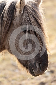 Untamed Majesty: Captivating Portrait of a Wild Horse in the Early Spring