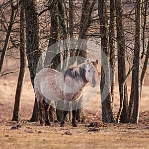 Untamed Majesty: Captivating Portrait of a Wild Horse in the Early Spring