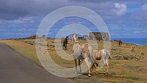 Untamed wild horses exploring and pasturing in the wilderness by the ocean.