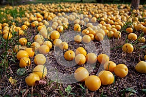 An untidy fallen yellow cherry plum lies on the ground