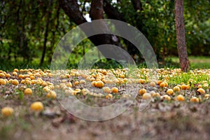 An untidy fallen yellow cherry plum lies on the ground