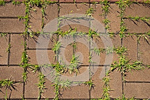 Untidy paving slabs overgrown with weeds.