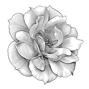 Untitled-1Rose flower floral damask botany vintage petal engraved vector Victorian tattoo Baroque ornament leaf retro ornate