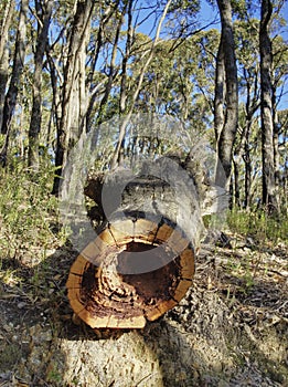 Hiking track of Carro Track photo