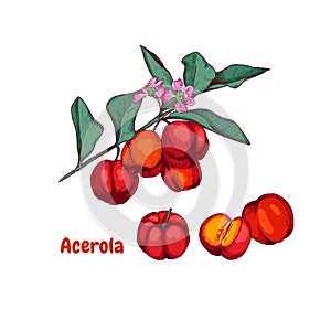 Hand drawn acerola fruit on a branch and flower.