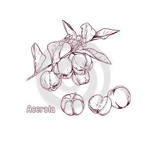Hand drawn acerola fruit on a branch and flower.
