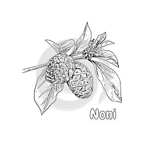 Hand drawn noni branch. Superfood.