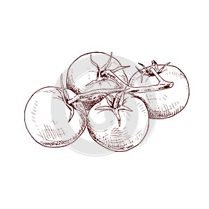 Hand drawn colorful cherry tomatoes. Illustration isolated on white background.
