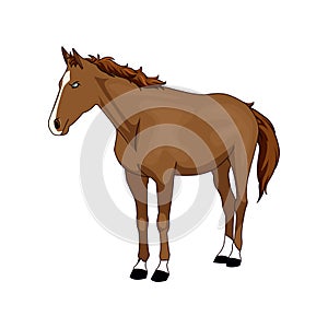 brown horse standing , White background